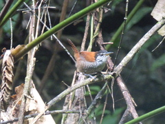 Cantorchilus nigricapillus