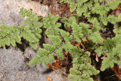 Myriopteris cooperae