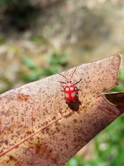 Omophoita sexnotata