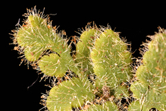 Myriopteris cooperae