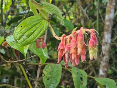Psammisia ferruginea