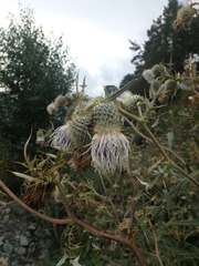 Cirsium chlorocomos