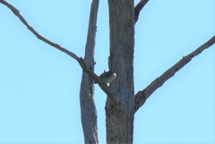 Mimus polyglottos image