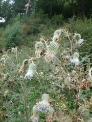 Cirsium chlorocomos
