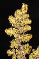 Myriopteris cooperae