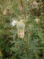 Cirsium chlorocomos