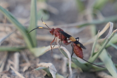Compsocryptus melanostigma