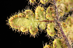 Myriopteris cooperae