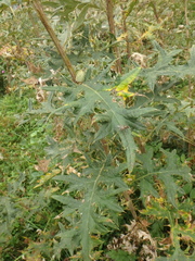 Cirsium chlorocomos