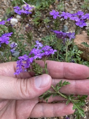 Glandularia venturii