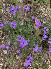 Glandularia venturii