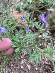 Glandularia venturii