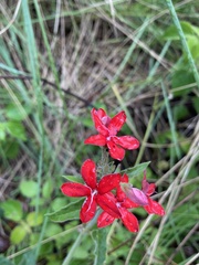 Oxypetalum coccineum