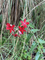 Oxypetalum coccineum