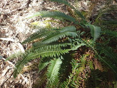 Polystichum imbricans curtum
