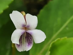 Viola stipularis