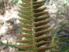 Polystichum imbricans curtum