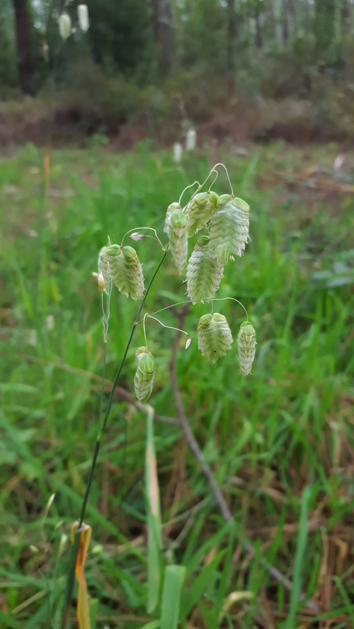 (c) François Rousseu, certains droits réservés (CC BY-NC) https://www.inaturalist.org/observations/103773648