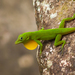 Emerald Anole - Photo (c) Eric C. Maxwell, some rights reserved (CC BY-NC), uploaded by Eric C. Maxwell
