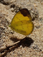 Eurema sari