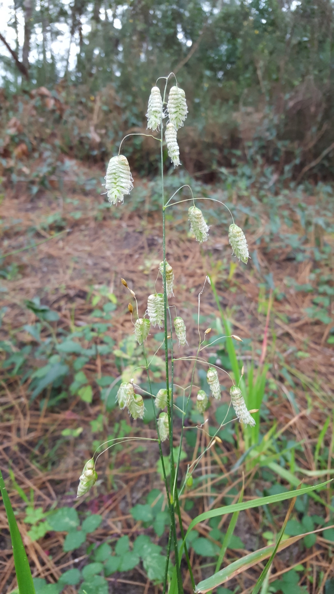 (c) François Rousseu, certains droits réservés (CC BY-NC) https://www.inaturalist.org/observations/103773648