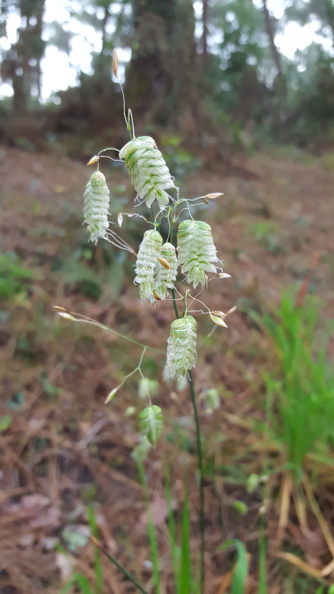 (c) François Rousseu, certains droits réservés (CC BY-NC) https://www.inaturalist.org/observations/103773648