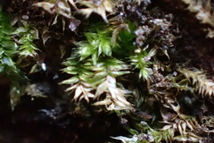 Rhynchostegium serrulatum