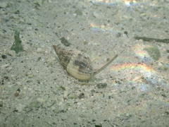 Nassarius margaritifer