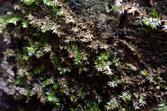 Rhynchostegium serrulatum