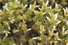Baccharis tola
