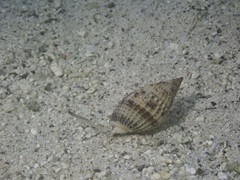 Nassarius margaritifer