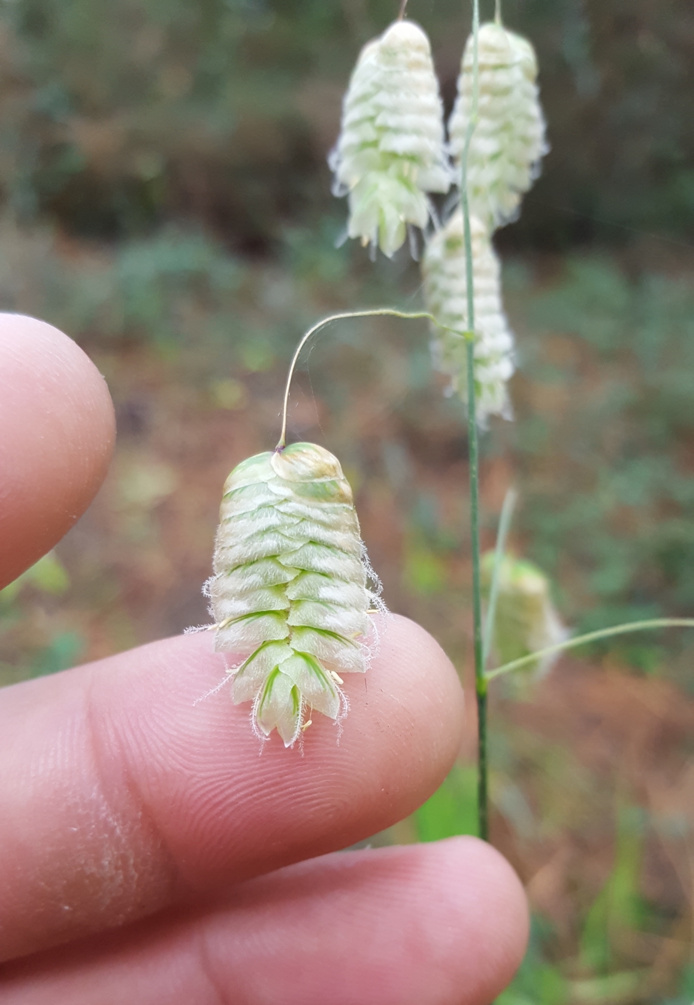 (c) François Rousseu, certains droits réservés (CC BY-NC) https://www.inaturalist.org/observations/103773648