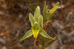 Chloraea cristata