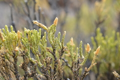 Parastrephia lepidophylla