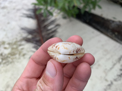 Gafrarium pectinatum