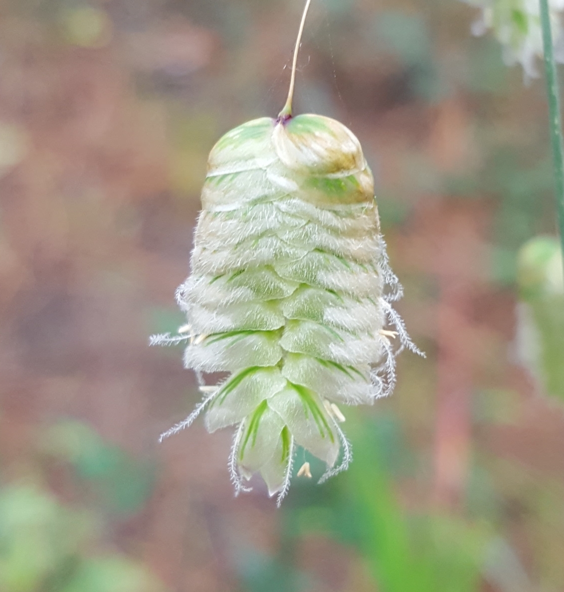 (c) François Rousseu, certains droits réservés (CC BY-NC) https://www.inaturalist.org/observations/103773648