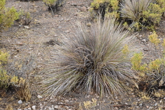 Festuca chrysophylla