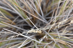 Festuca chrysophylla