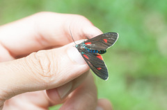 Cyanopepla fulgens