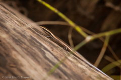 Spondylurus nitidus