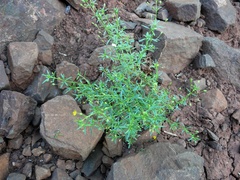 Scoparia montevidensis