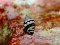 Engina zonalis