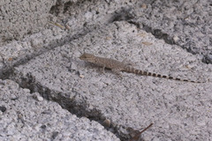 Pristurus celerrimus