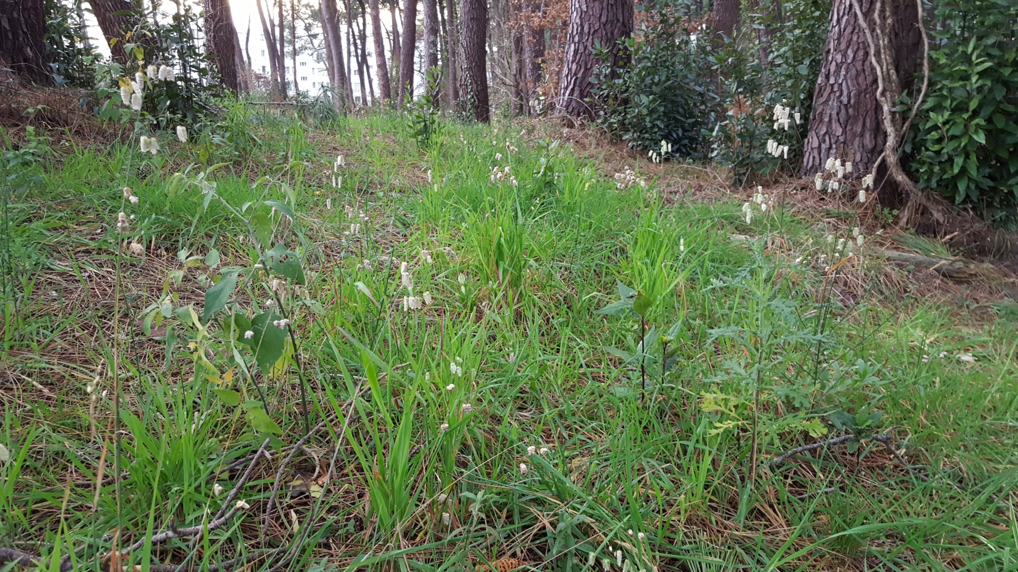 (c) François Rousseu, certains droits réservés (CC BY-NC) https://www.inaturalist.org/observations/103773648
