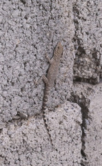 Pristurus celerrimus