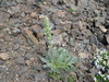 Pacific Wormwood - Photo (c) J Brew, some rights reserved (CC BY-SA), uploaded by J Brew