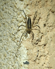 Odiellus troguloides