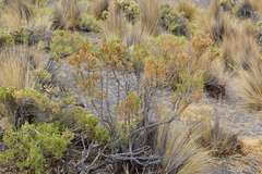 Parastrephia quadrangularis