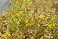 Parastrephia quadrangularis