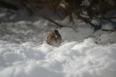 Melospiza melodia morphna